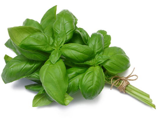 Basil Green Fresh