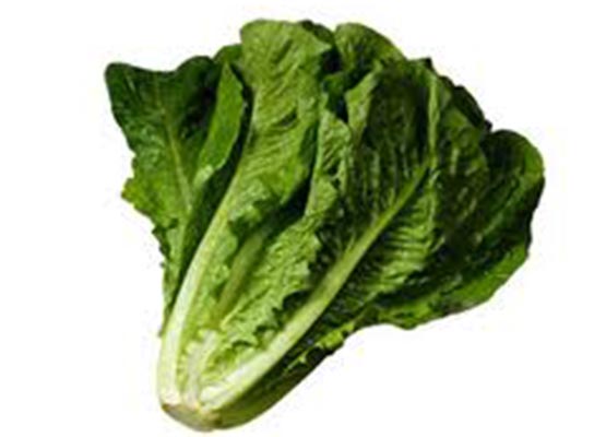 Lettuce Romaine