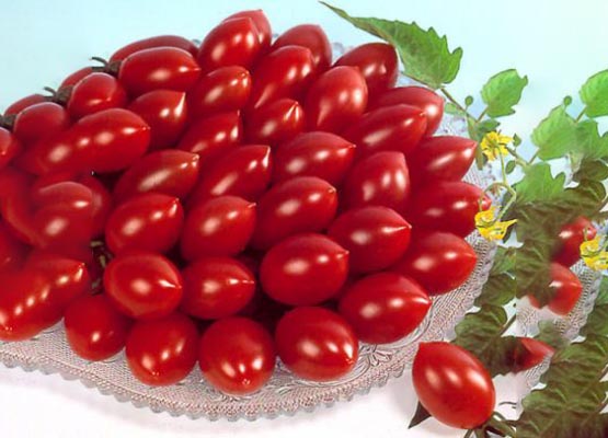 Cherry Tomato Red