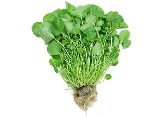 Watercress Song